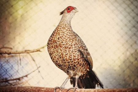 pheasant at the cage