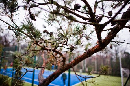 Pine cones background football field