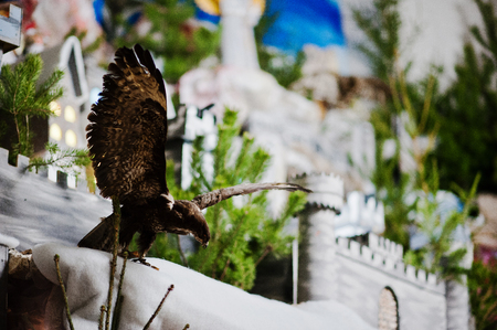 Very large christmas nativity crib. Eagle