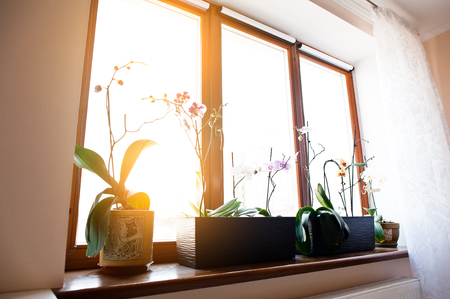 Orchid flowers in pots on the window apartmentの写真素材