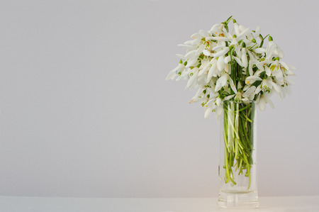 Snowdrop flowers at vase on white  backgroundの写真素材