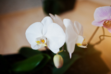 White and pink phalaenopsis flowers orchid on wooden backgroundの写真素材