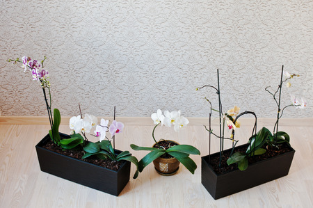Orchid flowers in three pots at floor against the background wallpapersの写真素材