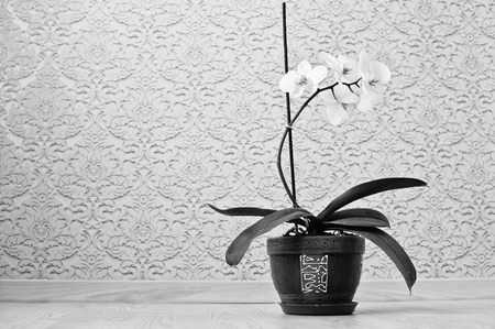 Orchid flowers in pot at floor against the background wallpapers. Black and white photoの写真素材