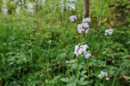 Violet saponaria flowering plants at forest. Grass soap. Soapworts flowerの写真素材