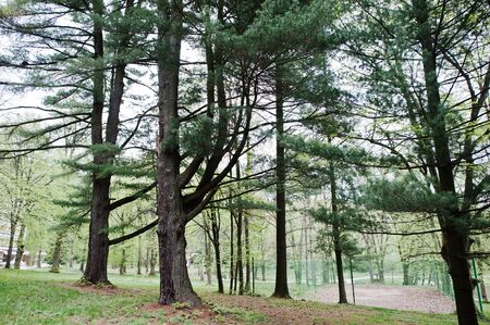 Pine forest at Transcarpathian mountains