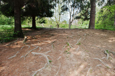 Extensive roots on forest