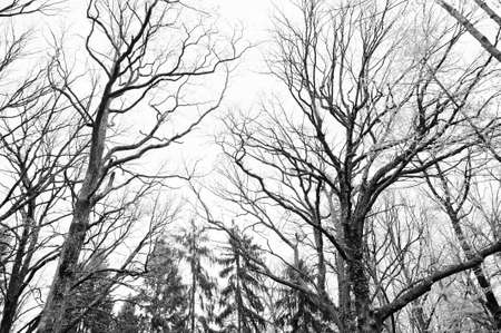 Bare high trees. Black and white photoの写真素材