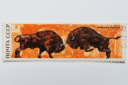 UZHGOROD, UKRAINE - CIRCA MAY, 2016: Postage stamp printed in USSR shows zubr bull bison from Bialowieza Forest or Belovezhskaya Pushcha (Belarus), circa 1969のeditorial素材