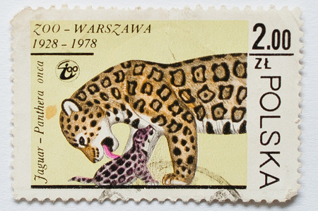 UZHGOROD, UKRAINE - CIRCA MAY, 2016: Collection of postage stamps printed in Poland shows jaguar panthera at Zoo Warszawa, circa 1978のeditorial素材