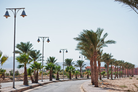 Row of palm trees background road at Egyptの写真素材