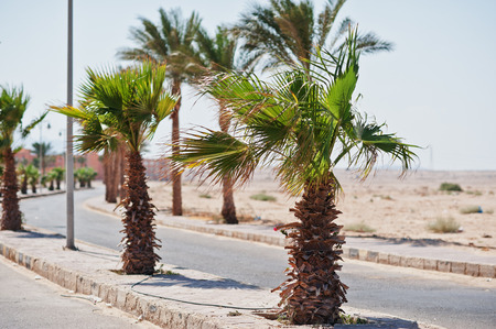 Row of palm trees background road at Egyptの写真素材