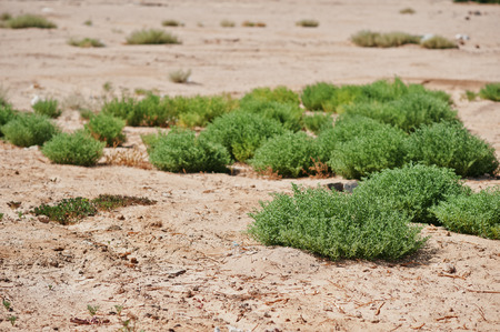 Shrubs trimmed into round shape at sandの写真素材