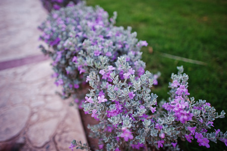 Small bushes with violet flowers on grassの写真素材