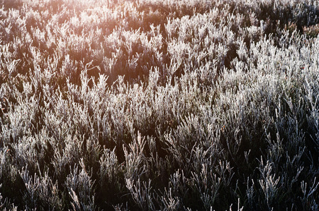 Close up of frozen pine grass of cowberries on sunlight.の写真素材