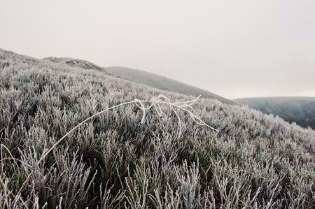 Close up of frozen grass in the winter morning in the mountains.の写真素材