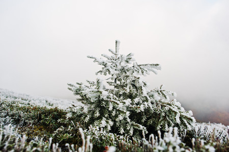 Small new year treee at frozen hill with fog on Carpathian mountainsの写真素材