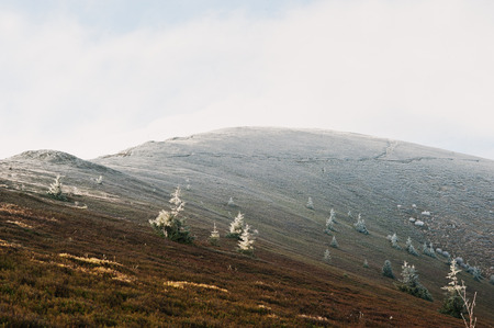Hill with many frost new years tree and sunlight, Carpathian, Pylypets Ukraine. Beauty worldの写真素材