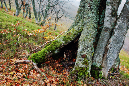 Hollow of tree, covered on moss at autumn forest on mountains.の写真素材