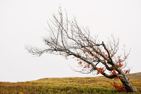 Bare alone tilted tree. Beerch tree on autumn mountains.の写真素材