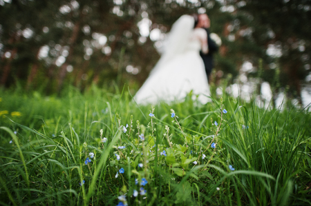 Elegance wedding couple at their day background pine forest. Happy in love newlyweds.の写真素材