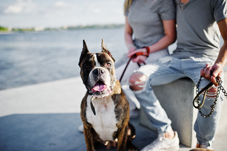 Dog pit bull terrier on the leash.の写真素材