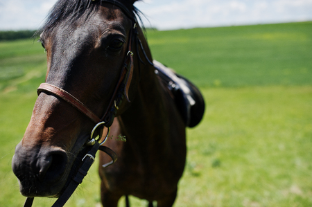 Close up head of black horse on a field at sunny day.の写真素材