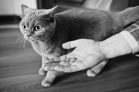 Close-up photo of a small kitten next to the groom's hand with a ring on it. Black and white photo.の写真素材
