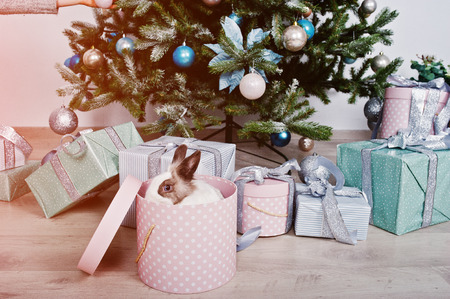 Funny bunny rabbit at gifts box under new year tree. Happy winter holidays concept.の写真素材