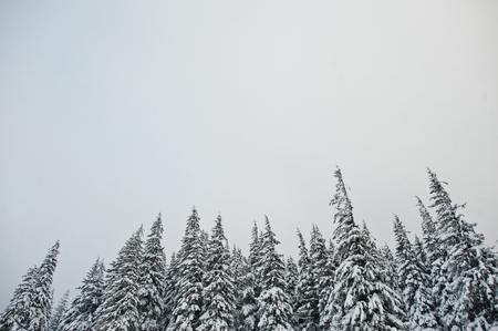 Pine trees covered by snow on mountain Chomiak. Beautiful winter landscapes of Carpathian mountains, Ukraine. Frost nature.の写真素材