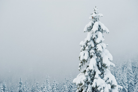 Pine trees covered by snow on mountain Chomiak. Beautiful winter landscapes of Carpathian mountains, Ukraine. Majestic frost nature.の写真素材