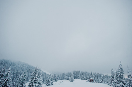 Pine trees covered by snow on mountain Chomiak. Beautiful winter landscapes of Carpathian mountains,...