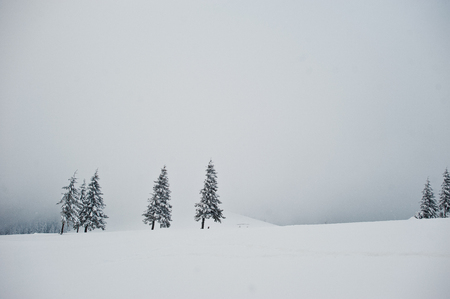 Pine trees covered by snow on mountain Chomiak. Beautiful winter landscapes of Carpathian mountains, Ukraine. Frost nature.の写真素材