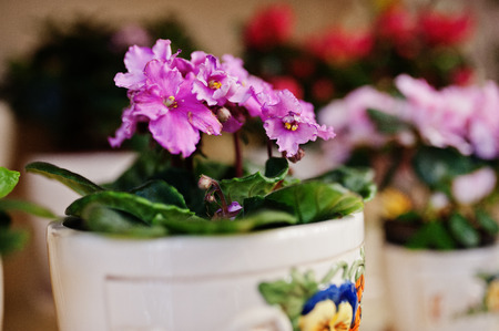 Viola or violet flowers on pots at store.の写真素材
