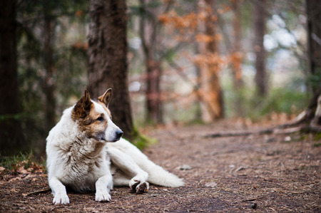 Wild lonely white dog in forest at Carpathian mountains.の写真素材