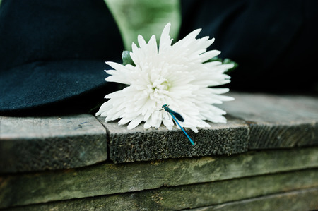 Blue dragonfly at white chrysanthemum flower against black hat.の写真素材