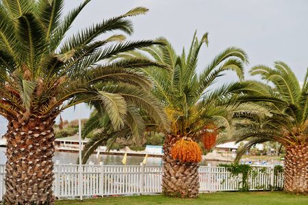 Palm trees with ripe dates at Bodrum, Turkey.の写真素材
