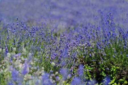 Close up of flowers in purple lavender field.の写真素材