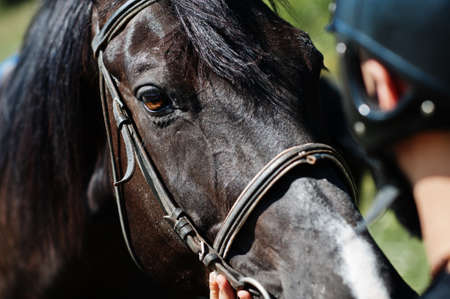 Arab tall beard man wear in black helmet with arabian horse.