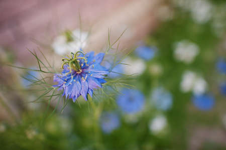 Blue flowers cornflowers in the garden flowerbed.の写真素材