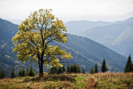 Autumn season in mountains. Alone tree. Carpathian, Ukraine. Majestic view.の写真素材