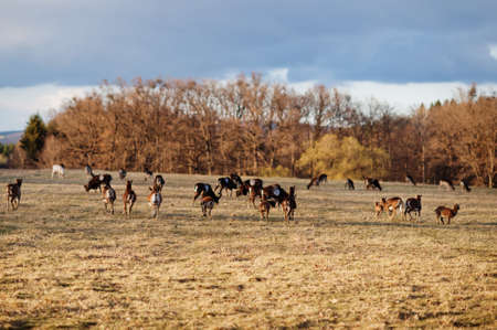 Roe deers and rams in early spring meadow. Obora Holedna park, Brno, Czech Republic.の写真素材