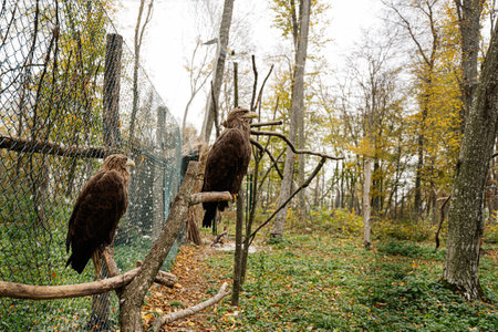 Beautiful two brown eagles standing in a cage at autumn forest.