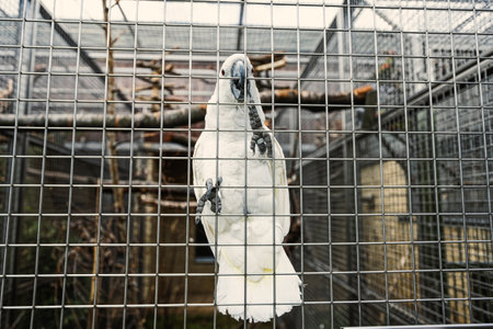 White cockatoo in cage at parrot zoo.