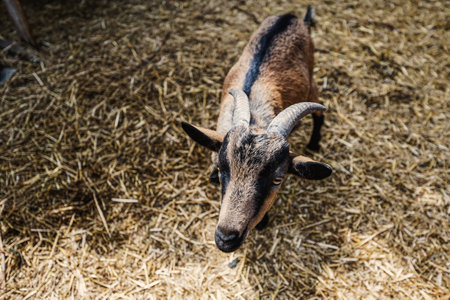 Brown lovely goat at farm look up.