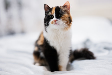 Thre colors brown black white kitty cat on bed.