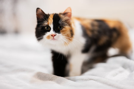 Thre colors brown black white kitty cat on bed.の写真素材