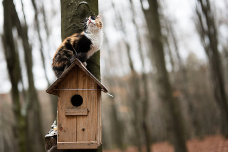 Cat sits on a birdhouse in the forest.