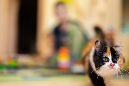 Cat in home. Three color kitty.の写真素材