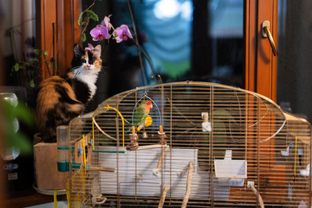 Cat looks at the parrot. Kitty vs love bird.の写真素材